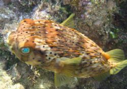 Balloon Fish. Canon A95 4 feet deep. No flash or strobe .... by Robert Verkoeyen 